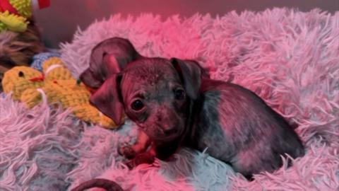 A small black dog is seen sat on a blanket 