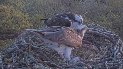 A pair of osprey birds on a nest on a platform at Ranworth Broad.