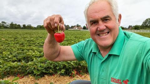 Patrick Wilson, who has grey hair, wearing a green polo shirt. He is bent down in a strawberry field, holding a large red strawberry by the stem.
© Patrick Wilson