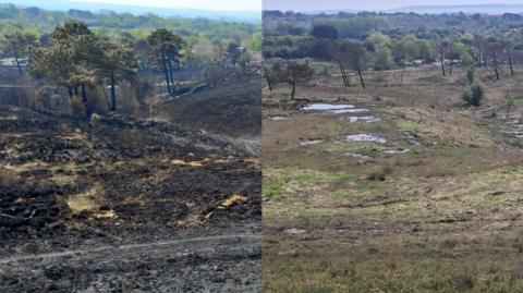 A burnt green scene of Canford Heath on the left, beside a recovered green scene on the right
