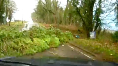 Dashcam photo showing a rural road with green and brown woodland either side. A fallen tree lies across the road.