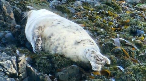 A small seal lying down on the rocks and seaweed. 