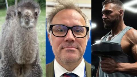 Montage: A fluffy baby camel, a school headteacher, a man working out in the gym