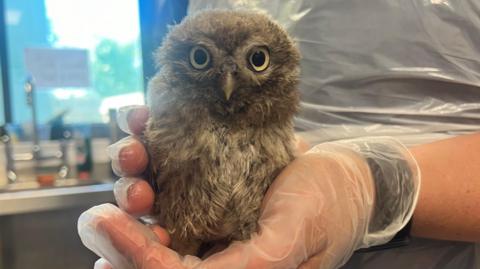 A baby owl with brown, white and grey feathers being held by its carer, who is wearing rubber gloves. The owl is looking straight ahead.