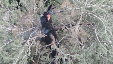 Aerial view of tree