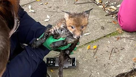 A fox that has been rescued from an underground pipe in Colchester