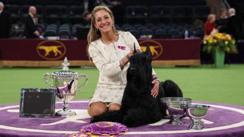 A woman is sittting on a rug, beaming, with her arm around a black giant schnauzer. They are surrounded by trophies