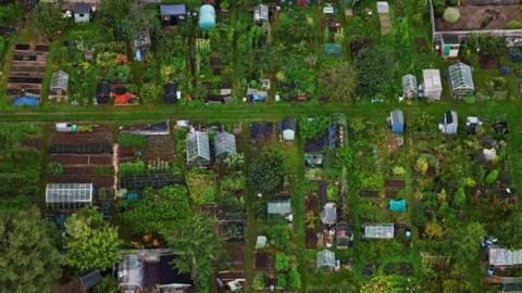 Aerial shot of allotments in Bristol 