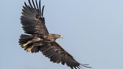 Greater Spotted Eagle in flight