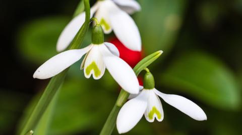 Three white flowers on a tall green stem with 3 petals opening outwards, and the flower facing downwards. One leaf on each flower has a green heart-shaped detail.