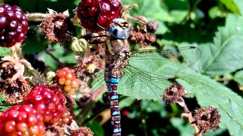 A dragonfly with a blue head is eating berries - there are blue, black and brown stripes on its body and two of its wings are clearly visible - a delicate patchwork of fine black lines.