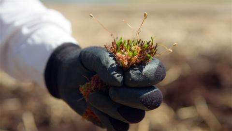 Còinneach-bhoglaich