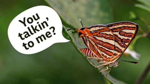 a butterfly with a false-head on its wings, with a speech bubble that reads 'you talkin' to me?'