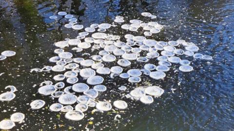 Frozen foam along Cod Beck, near Thirsk