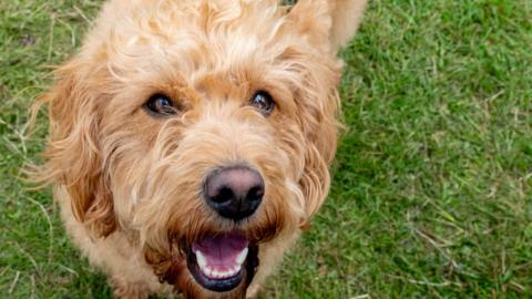 A light brown coloured miniature labradoodle dog smiles into the camera 