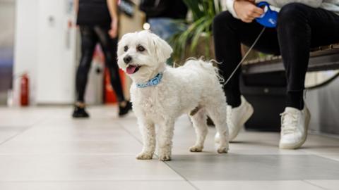 A small white dog kept on a short lead while his owner, whose face cannot be seen, is sat on a bench in a shopping mall.