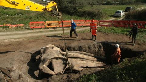 A yellow digger arm over a hold containing an enormous whale skull, with a harness around it. One person stands in the hole beside the skull, while three others stand next to it looking in.
