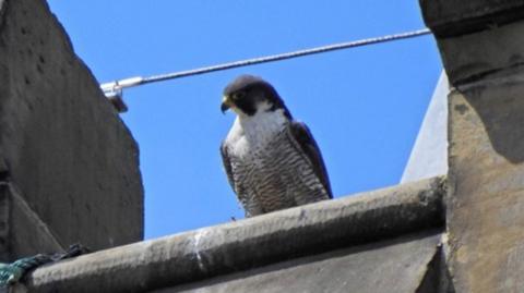 A peregrine falcon - a large black and white bird - sits on a stone building