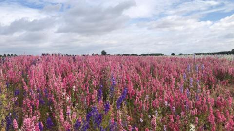 A field of pink flowers with cloudy blue sky behind