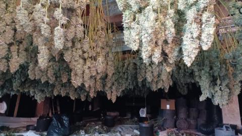 Hundreds of cannabis plants are hanging from the ceiling of the basement room. They are light green and the shape of large pipe cleaners The floor beneath is messy with bin bags and debris.