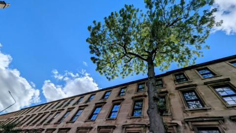 Argyle Ash seen from below with buildings behind it and sky visible above it.