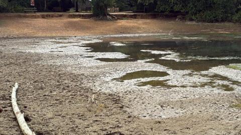 The lake has been reduced to puddles, leaving thick mud where the water once was, up to the bank of the lake. 
