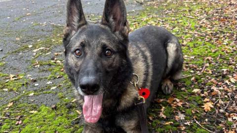 PD Khan, a police dog, lies on the ground, looking up at the camera. His tongue is out and his ears are up. He has a collar around his neck with a black lead, and a red poppy keyring attached. 