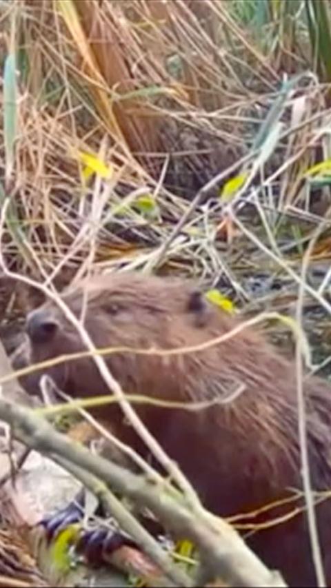 A beaver in the wild