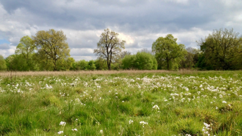 A green filed with white flowers and trees