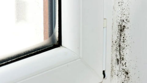 Mould on a window sill is visible next to a white window frame