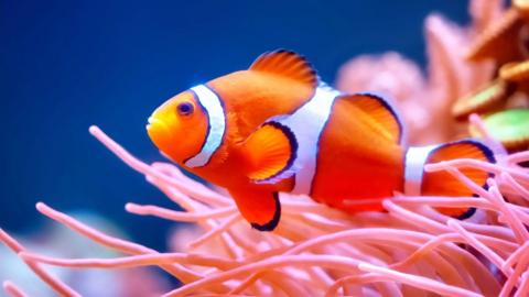 A clownfish swims against pink fronds of coral reefs against the backdrop of a brilliant blue sea.