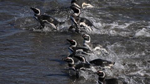 Magellanic penguins in the water.
