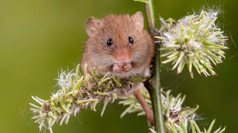 a picture of a harvest mouse on a branch.