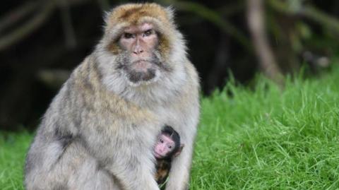 A Barbary macaque monkey sits on the grass with a baby monkey between its arms. It is looking straight at the camera with what looks like an angry expression on its face.
