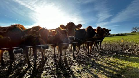 Seven cows are standing in a line behind a string fence. The cows are brown and are standing in muck. They are in a field with green grass in front and to the side of them. The sun is shining down on the cows. There is a clear blue sky above them. 