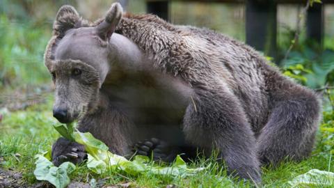 Boki the bear eating a plant