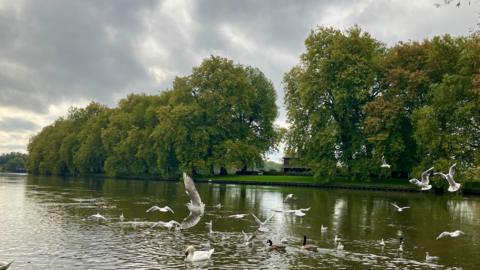 Several birds and ducks are flying and floating on water in Datchet, with a riverbank lined with green trees in the background