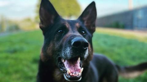 German Shepherd dog Jax has his mouth open. He is standing on a patch of grass.