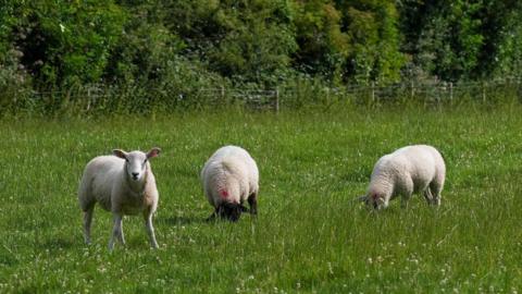 Three sheep are in a field, two are eating grass while one is looking up at the camera. There is a fence and some trees in the distance.