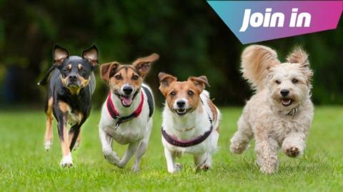 Four dogs running towards the camera.
