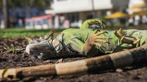A cold stunned iguana lies motionless on the ground. It is still alive.