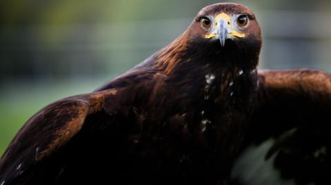 A close-up image of a Golden Eagle with its body almost filling the picture. It is a brown colour with white on its wings and around its face and has its wings about to be outstretched. It is looking intently into the camera.