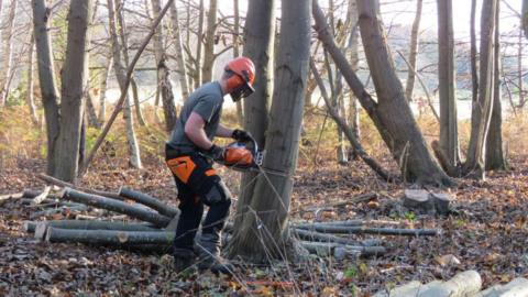 A man with a chainsaw fells a tree in a woodland area.