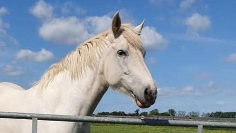 Bess is a white horse with a white mane. She rests her head over a metal fence gate.