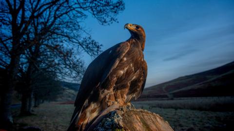 A golden eagle perches on a tree stump at dusk. The bird is looking intently over its shoulder with trees to the left of it and a stretch of moorland to the right.