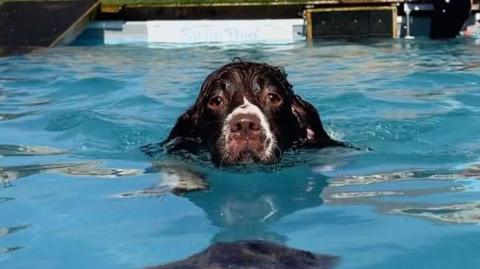 A black dog with a white nose is looking at the camera while swimming along in the pool 