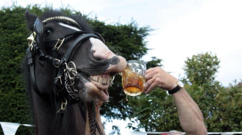 A horse opens its mouth wide and shows its teeth as a hand reaches up offering it a pint of beer. The horse is wearing a black and metal harness and there are trees visible in the background