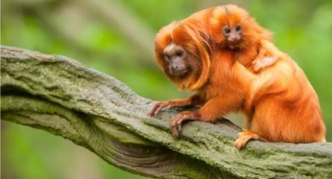 A Golden Lion Tamarin and a baby on a tree branch 