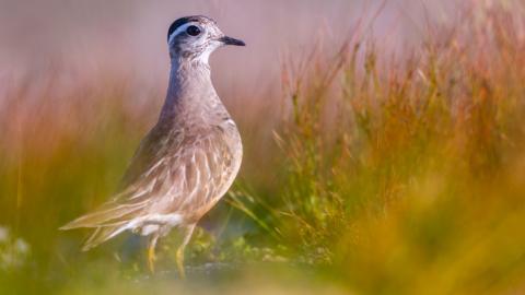 Dotterel