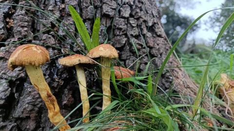 Three brown fungi against a large tree trunk near Mottistone on the Isle of Wight. They are surrounded by long green grass and in the background you can see other trees.